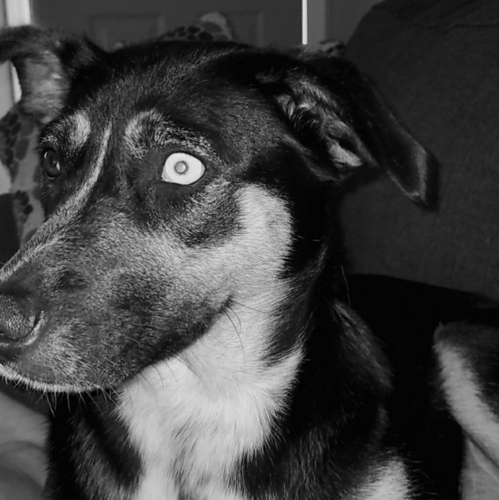 Meet your Posher, Samantha